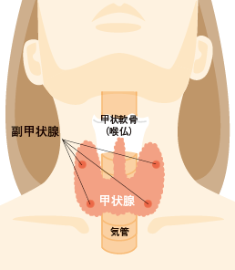 比較的よくある内分泌疾患 甲状腺 副甲状腺 近畿中央病院